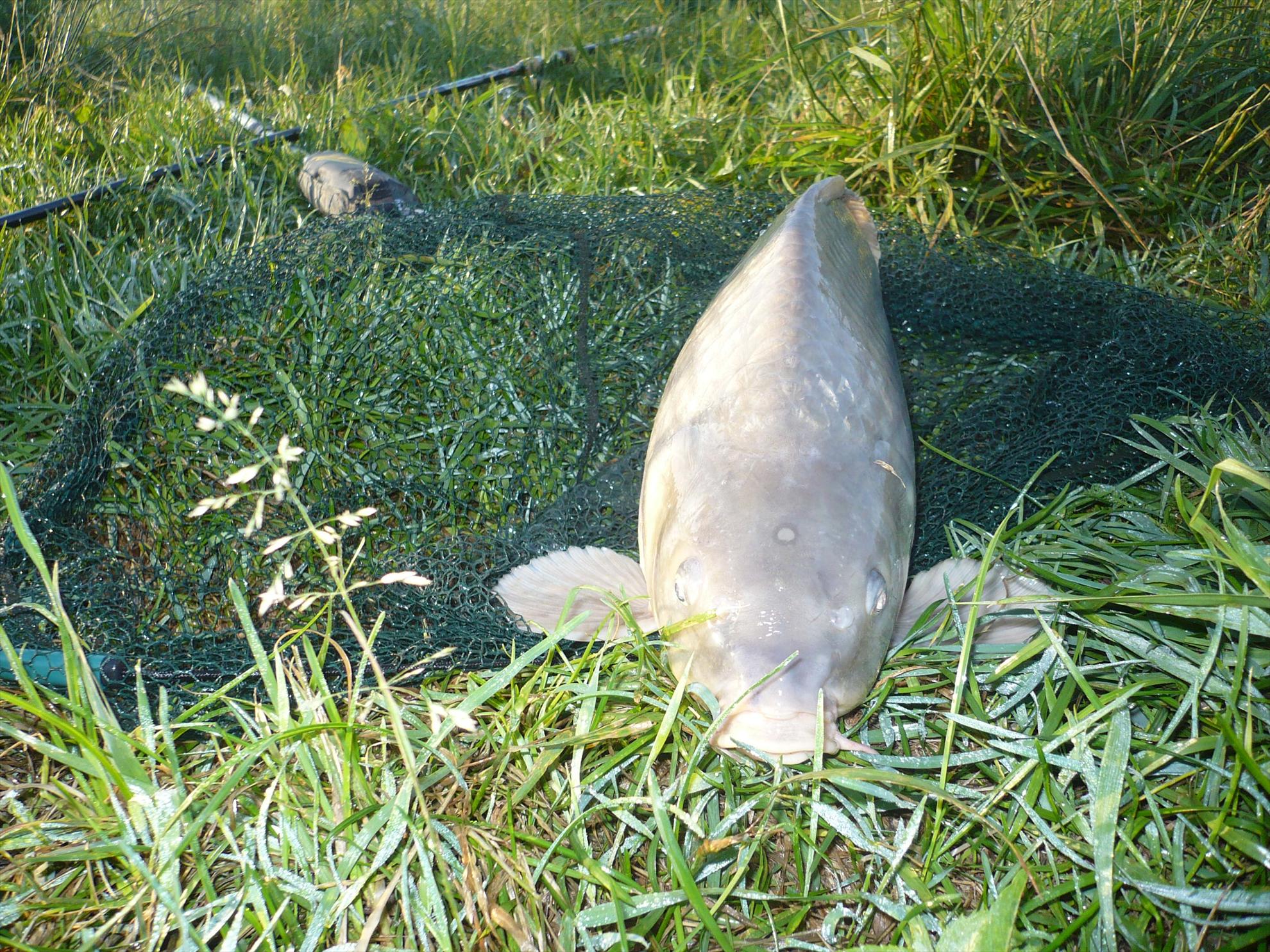 Moara Vlasiei - p1020120.JPG